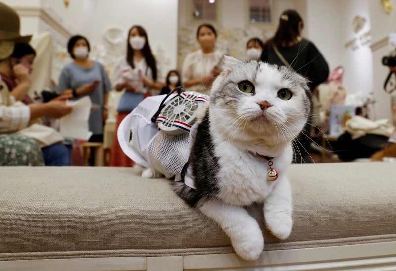 A 9-y-o female pet dog named Moco, a Pomeranian and Poodle Mix, wears a battery-powered fan outfit for pets, developed by Japanese maternity clothing maker 