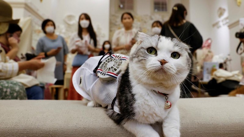 A 9-y-o female pet dog named Moco, a Pomeranian and Poodle Mix, wears a battery-powered fan outfit for pets, developed by Japanese maternity clothing maker 