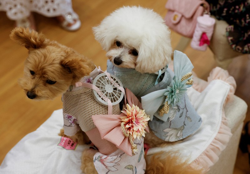 JAPAN-DOGS/WEARABLE FAN A 9-y-o female pet dog named Moco, a Pomeranian and Poodle Mix, wears a battery-powered fan outfit for pets, developed by Japanese maternity clothing maker