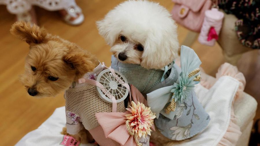 A 9-y-o female pet dog named Moco, a Pomeranian and Poodle Mix, wears a battery-powered fan outfit for pets, developed by Japanese maternity clothing maker 