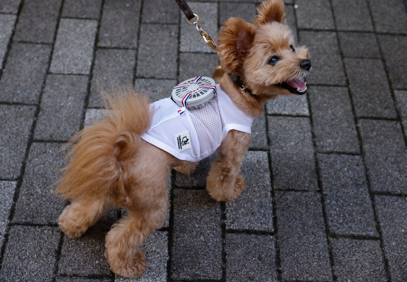 JAPAN-DOGS/WEARABLE FAN A 9-y-o female pet dog named Moco, a Pomeranian and Poodle Mix, wears a battery-powered fan outfit for pets, developed by Japanese maternity clothing maker
