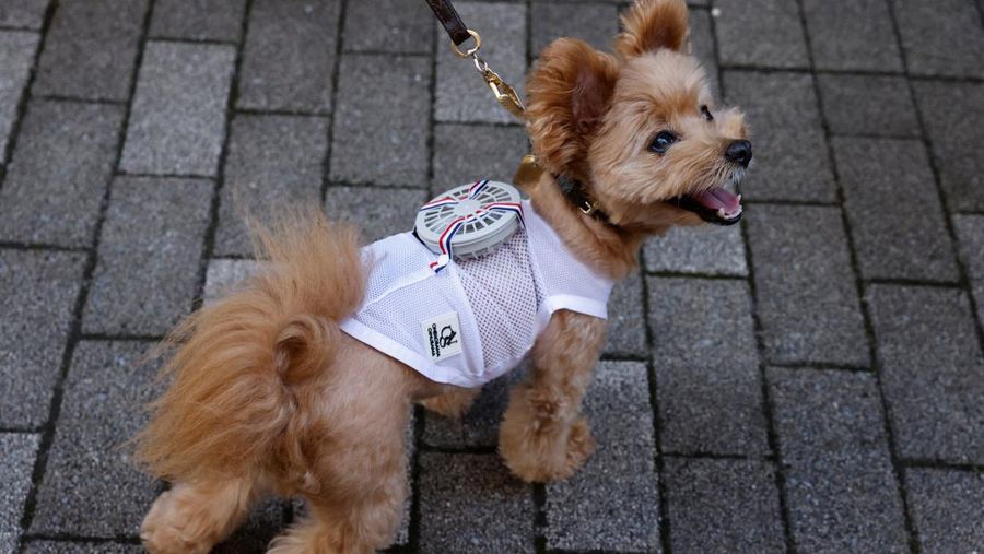 A 9-y-o female pet dog named Moco, a Pomeranian and Poodle Mix, wears a battery-powered fan outfit for pets, developed by Japanese maternity clothing maker 