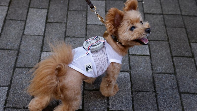 A 9-y-o female pet dog named Moco, a Pomeranian and Poodle Mix, wears a battery-powered fan outfit for pets, developed by Japanese maternity clothing maker 