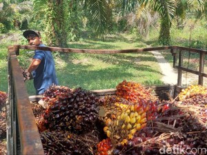 Harga TBS di Sumut Naik, Sementara CPO Lesu Pekan Ini