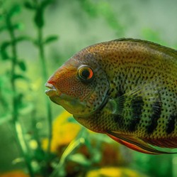 Mengenal Red Devil, Ikan Air Tawar yang Cantik Tapi Ganas