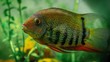 Mengenal Red Devil, Ikan Air Tawar yang Cantik Tapi Ganas