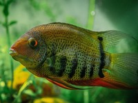 Mengenal Red Devil, Ikan Air Tawar yang Cantik Tapi Ganas
