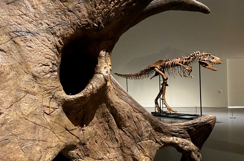 AUCTION-DINOSAUR/ A recently discovered skeleton of a Gorgosaurus dinosaur, goes on display ahead of auction by Sotheby's in New York City, U.S., July 5, 2022. REUTERS/Christine Kiernan