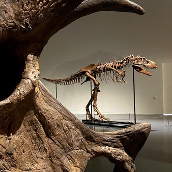 Potret Fosil Dinosaurus yang Laku Terjual Rp 90 Miliar