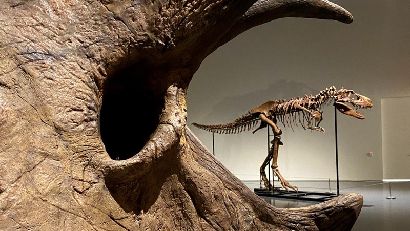 A recently discovered skeleton of a Gorgosaurus dinosaur,  goes on display ahead of auction by Sotheby's in New York City, U.S., July 5, 2022. REUTERS/Christine Kiernan