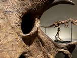 Potret Fosil Dinosaurus yang Laku Terjual Rp 90 Miliar