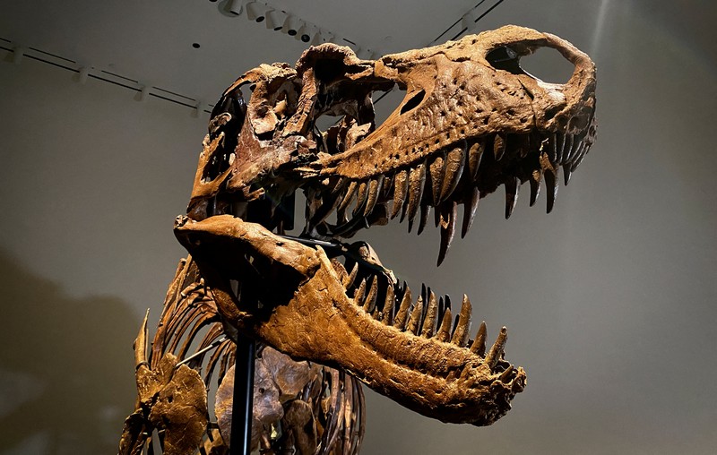 AUCTION-DINOSAUR/ A recently discovered skeleton of a Gorgosaurus dinosaur, goes on display ahead of auction by Sotheby's in New York City, U.S., July 5, 2022. REUTERS/Christine Kiernan