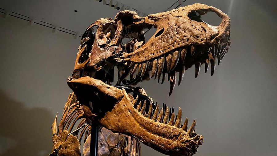 A recently discovered skeleton of a Gorgosaurus dinosaur, goes on display ahead of auction by Sotheby's in New York City, U.S., July 5, 2022. REUTERS/Christine Kiernan