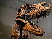 Bukti Dinosaurus Cacingan Ditemukan Peneliti di Dekat RI