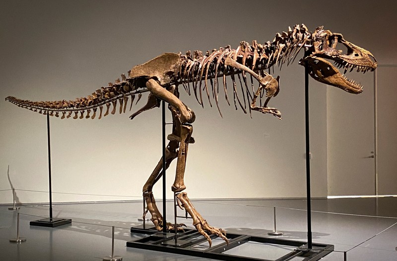 A recently discovered skeleton of a Gorgosaurus dinosaur,  goes on display ahead of auction by Sotheby's in New York City, U.S., July 5, 2022. REUTERS/Christine Kiernan