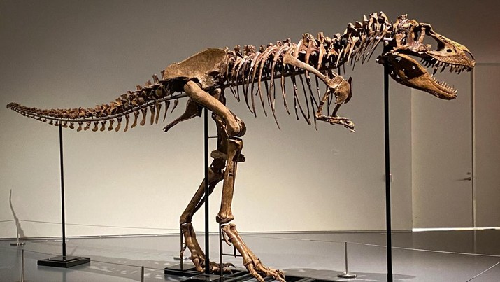 A recently discovered skeleton of a Gorgosaurus dinosaur,  goes on display ahead of auction by Sotheby's in New York City, U.S., July 5, 2022. REUTERS/Christine Kiernan