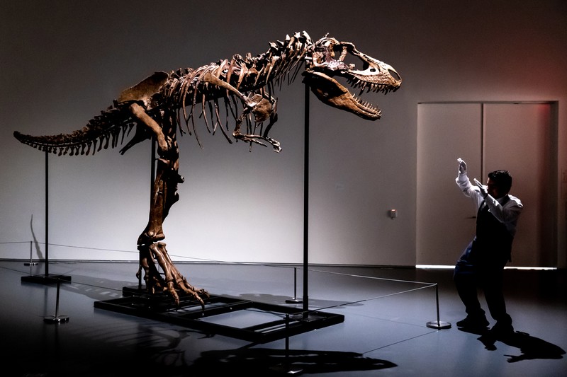 A recently discovered skeleton of a Gorgosaurus dinosaur,  goes on display ahead of auction by Sotheby's in New York City, U.S., July 5, 2022. REUTERS/Christine Kiernan