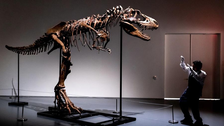 A recently discovered skeleton of a Gorgosaurus dinosaur,  goes on display ahead of auction by Sotheby's in New York City, U.S., July 5, 2022. REUTERS/Christine Kiernan