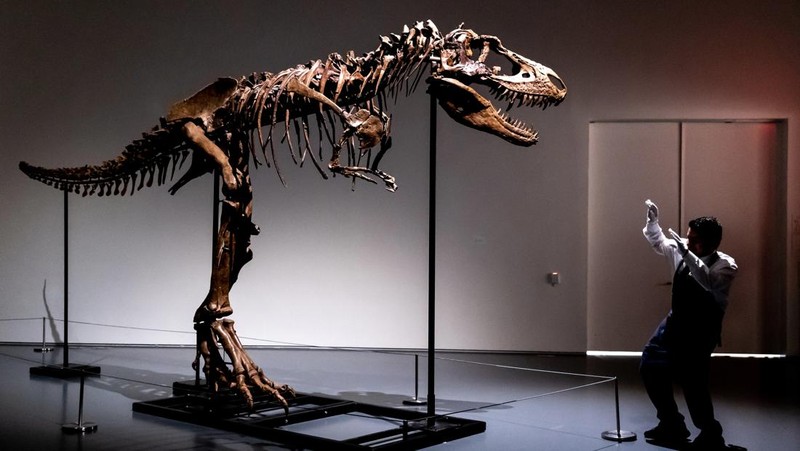 A recently discovered skeleton of a Gorgosaurus dinosaur,  goes on display ahead of auction by Sotheby's in New York City, U.S., July 5, 2022. REUTERS/Christine Kiernan