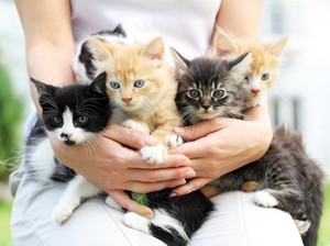 Kenapa Anak Kucing Lahir dengan Warna Berbeda-beda meski Kembar?