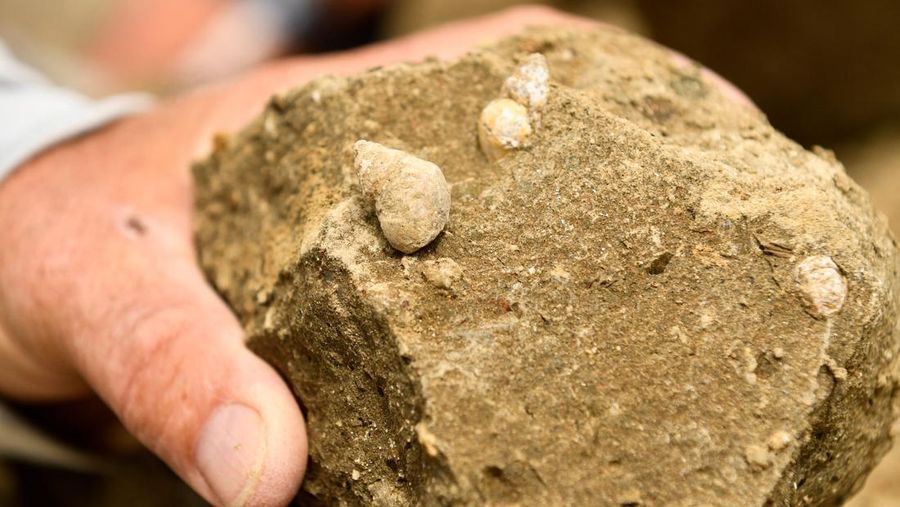 A paleontologist holds a rock with snail fossils as volunteers and researchers with the Denver Museum of Nature and Science work to excavate dinosaur bones and fossils from The Blues during an expedition at the Grand Staircase-Escalante National Monument in Utah on July 21, 2021. (Photo by Patrick T. FALLON / AFP) (Photo by PATRICK T. FALLON/AFP via Getty Images)