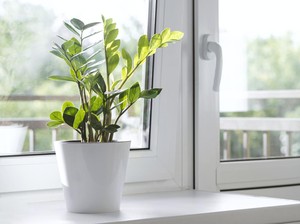 Cantik Sih... Tapi Jangan Taruh Tanaman Hias di 6 Tempat Ini Ya!