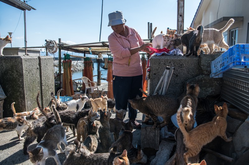 AOSHIMA, JAPAN - SEPTEMBER 27: Cats wait by a walkway as people disembark from on a ferry on September 27, 2018 in Aoshima, Japan. Aoshima island has come to be known for its large number of felines which now outnumber humans by approximately ten to one. They were introduced on ships in the area but remained on the island and repopulated with estimates placing the current population at around 200 compared to a human population of just nine. Like many rural areas of Japan, large numbers of residents have left the community to seek better job prospects in cities and the people now remaining, and often feeding the cats, are all pensioners. (Photo by Carl Court/Getty Images)