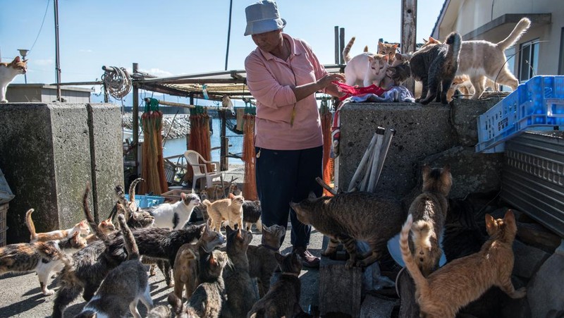 AOSHIMA, JAPAN - SEPTEMBER 27: Cats crowd around an island resident as he slices a recently caught fish on September 27, 2018 in Aoshima, Japan. Aoshima island has come to be known for its large number of felines which now outnumber humans by approximately ten to one. They were introduced on ships in the area but remained on the island and repopulated with estimates placing the current population at around 200 compared to a human population of just nine. Like many rural areas of Japan, large numbers of residents have left the community to seek better job prospects in cities and the people now remaining, and often feeding the cats, are all pensioners. (Photo by Carl Court/Getty Images)