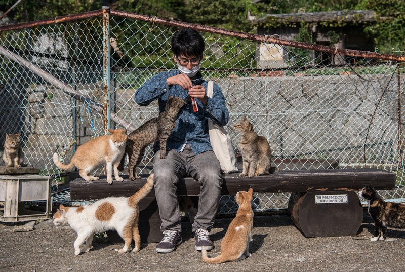 AOSHIMA, JAPAN - SEPTEMBER 27: Cats wait by a walkway as people disembark from on a ferry on September 27, 2018 in Aoshima, Japan. Aoshima island has come to be known for its large number of felines which now outnumber humans by approximately ten to one. They were introduced on ships in the area but remained on the island and repopulated with estimates placing the current population at around 200 compared to a human population of just nine. Like many rural areas of Japan, large numbers of residents have left the community to seek better job prospects in cities and the people now remaining, and often feeding the cats, are all pensioners. (Photo by Carl Court/Getty Images)