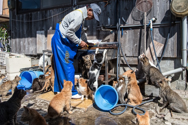 AOSHIMA, JAPAN - SEPTEMBER 27: Cats wait by a walkway as people disembark from on a ferry on September 27, 2018 in Aoshima, Japan. Aoshima island has come to be known for its large number of felines which now outnumber humans by approximately ten to one. They were introduced on ships in the area but remained on the island and repopulated with estimates placing the current population at around 200 compared to a human population of just nine. Like many rural areas of Japan, large numbers of residents have left the community to seek better job prospects in cities and the people now remaining, and often feeding the cats, are all pensioners. (Photo by Carl Court/Getty Images)
