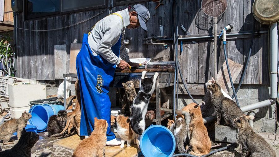 AOSHIMA, JAPAN - SEPTEMBER 27: Cats crowd around an island resident as he slices a recently caught fish on September 27, 2018 in Aoshima, Japan. Aoshima island has come to be known for its large number of felines which now outnumber humans by approximately ten to one. They were introduced on ships in the area but remained on the island and repopulated with estimates placing the current population at around 200 compared to a human population of just nine. Like many rural areas of Japan, large numbers of residents have left the community to seek better job prospects in cities and the people now remaining, and often feeding the cats, are all pensioners. (Photo by Carl Court/Getty Images)