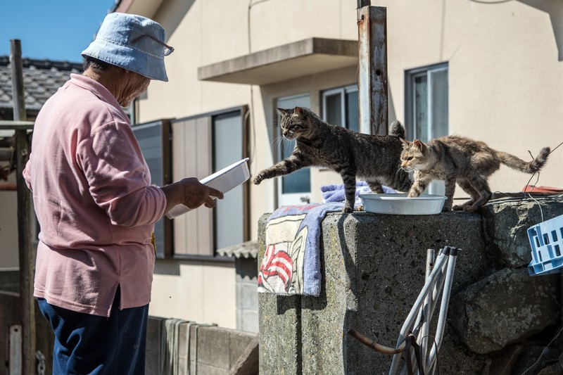 AOSHIMA, JAPAN - SEPTEMBER 27: Cats wait by a walkway as people disembark from on a ferry on September 27, 2018 in Aoshima, Japan. Aoshima island has come to be known for its large number of felines which now outnumber humans by approximately ten to one. They were introduced on ships in the area but remained on the island and repopulated with estimates placing the current population at around 200 compared to a human population of just nine. Like many rural areas of Japan, large numbers of residents have left the community to seek better job prospects in cities and the people now remaining, and often feeding the cats, are all pensioners. (Photo by Carl Court/Getty Images)