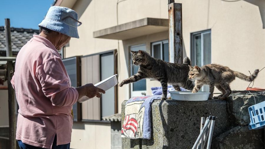AOSHIMA, JAPAN - SEPTEMBER 27: Cats crowd around an island resident as he slices a recently caught fish on September 27, 2018 in Aoshima, Japan. Aoshima island has come to be known for its large number of felines which now outnumber humans by approximately ten to one. They were introduced on ships in the area but remained on the island and repopulated with estimates placing the current population at around 200 compared to a human population of just nine. Like many rural areas of Japan, large numbers of residents have left the community to seek better job prospects in cities and the people now remaining, and often feeding the cats, are all pensioners. (Photo by Carl Court/Getty Images)