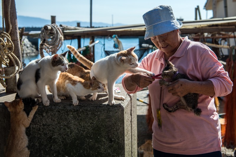 AOSHIMA, JAPAN - SEPTEMBER 27: Cats wait by a walkway as people disembark from on a ferry on September 27, 2018 in Aoshima, Japan. Aoshima island has come to be known for its large number of felines which now outnumber humans by approximately ten to one. They were introduced on ships in the area but remained on the island and repopulated with estimates placing the current population at around 200 compared to a human population of just nine. Like many rural areas of Japan, large numbers of residents have left the community to seek better job prospects in cities and the people now remaining, and often feeding the cats, are all pensioners. (Photo by Carl Court/Getty Images)