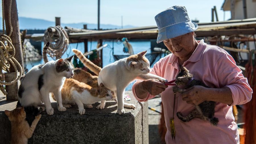 AOSHIMA, JAPAN - SEPTEMBER 27: Cats crowd around an island resident as he slices a recently caught fish on September 27, 2018 in Aoshima, Japan. Aoshima island has come to be known for its large number of felines which now outnumber humans by approximately ten to one. They were introduced on ships in the area but remained on the island and repopulated with estimates placing the current population at around 200 compared to a human population of just nine. Like many rural areas of Japan, large numbers of residents have left the community to seek better job prospects in cities and the people now remaining, and often feeding the cats, are all pensioners. (Photo by Carl Court/Getty Images)