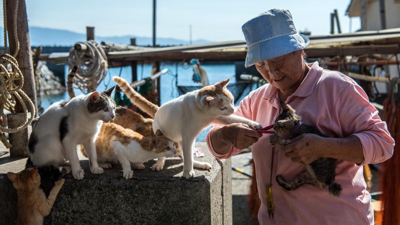 AOSHIMA, JAPAN - SEPTEMBER 27: Cats crowd around an island resident as he slices a recently caught fish on September 27, 2018 in Aoshima, Japan. Aoshima island has come to be known for its large number of felines which now outnumber humans by approximately ten to one. They were introduced on ships in the area but remained on the island and repopulated with estimates placing the current population at around 200 compared to a human population of just nine. Like many rural areas of Japan, large numbers of residents have left the community to seek better job prospects in cities and the people now remaining, and often feeding the cats, are all pensioners. (Photo by Carl Court/Getty Images)