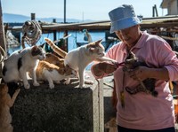 Harganya Rp 2 Miliar, Ini 10 Ras Kucing Termahal di Dunia