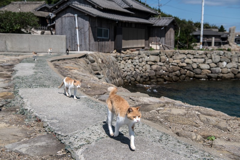 AOSHIMA, JAPAN - SEPTEMBER 27: Cats wait by a walkway as people disembark from on a ferry on September 27, 2018 in Aoshima, Japan. Aoshima island has come to be known for its large number of felines which now outnumber humans by approximately ten to one. They were introduced on ships in the area but remained on the island and repopulated with estimates placing the current population at around 200 compared to a human population of just nine. Like many rural areas of Japan, large numbers of residents have left the community to seek better job prospects in cities and the people now remaining, and often feeding the cats, are all pensioners. (Photo by Carl Court/Getty Images)
