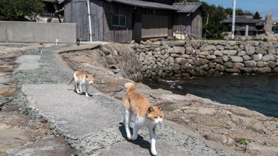 Kucing berjalan di atas pemecah gelombang di Aoshima, Jepang, Kamis (27/9/2022). Pulau Aoshima telah dikenal karena jumlah kucingnya yang besar yang sekarang melebihi jumlah manusia sekitar sepuluh banding satu. (Photo by Carl Court/Getty Images)