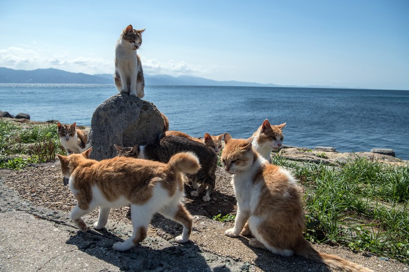 AOSHIMA, JAPAN - SEPTEMBER 27: Cats wait by a walkway as people disembark from on a ferry on September 27, 2018 in Aoshima, Japan. Aoshima island has come to be known for its large number of felines which now outnumber humans by approximately ten to one. They were introduced on ships in the area but remained on the island and repopulated with estimates placing the current population at around 200 compared to a human population of just nine. Like many rural areas of Japan, large numbers of residents have left the community to seek better job prospects in cities and the people now remaining, and often feeding the cats, are all pensioners. (Photo by Carl Court/Getty Images)
