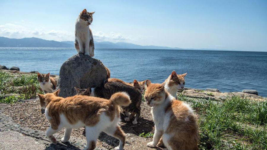 AOSHIMA, JAPAN - SEPTEMBER 27: Cats crowd around an island resident as he slices a recently caught fish on September 27, 2018 in Aoshima, Japan. Aoshima island has come to be known for its large number of felines which now outnumber humans by approximately ten to one. They were introduced on ships in the area but remained on the island and repopulated with estimates placing the current population at around 200 compared to a human population of just nine. Like many rural areas of Japan, large numbers of residents have left the community to seek better job prospects in cities and the people now remaining, and often feeding the cats, are all pensioners. (Photo by Carl Court/Getty Images)