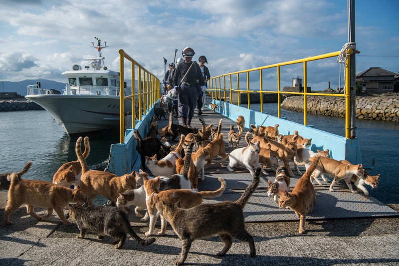 Pulau Kucing di Aoshima, Jepang AOSHIMA, JAPAN - SEPTEMBER 27: Cats wait by a walkway as people disembark from on a ferry on September 27, 2018 in Aoshima, Japan. Aoshima island has come to be known for its large number of felines which now outnumber humans by approximately ten to one. They were introduced on ships in the area but remained on the island and repopulated with estimates placing the current population at around 200 compared to a human population of just nine. Like many rural areas of Japan, large numbers of residents have left the community to seek better job prospects in cities and the people now remaining, and often feeding the cats, are all pensioners. (Photo by Carl Court/Getty Images)