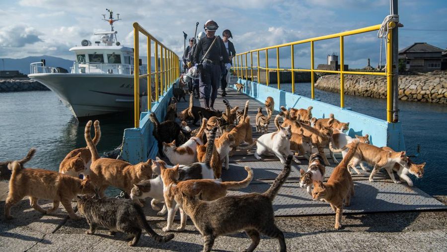AOSHIMA, JAPAN - SEPTEMBER 27: Cats wait by a walkway as people disembark from on a ferry on September 27, 2018 in Aoshima, Japan. Aoshima island has come to be known for its large number of felines which now outnumber humans by approximately ten to one. They were introduced on ships in the area but remained on the island and repopulated with estimates placing the current population at around 200 compared to a human population of just nine. Like many rural areas of Japan, large numbers of residents have left the community to seek better job prospects in cities and the people now remaining, and often feeding the cats, are all pensioners. (Photo by Carl Court/Getty Images)