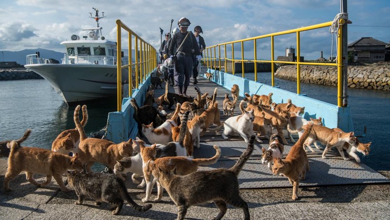 AOSHIMA, JAPAN - SEPTEMBER 27: Cats crowd around an island resident as he slices a recently caught fish on September 27, 2018 in Aoshima, Japan. Aoshima island has come to be known for its large number of felines which now outnumber humans by approximately ten to one. They were introduced on ships in the area but remained on the island and repopulated with estimates placing the current population at around 200 compared to a human population of just nine. Like many rural areas of Japan, large numbers of residents have left the community to seek better job prospects in cities and the people now remaining, and often feeding the cats, are all pensioners. (Photo by Carl Court/Getty Images)