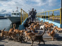 Bukan Manusia, Pulau di Jepang Ini Dikuasai Kucing