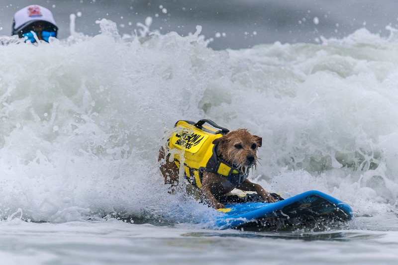 CALIFORNIA-SURFING/DOGS Rosie competes at the World Dog Surfing Championships in Pacifica, California, U.S., August 6, 2022. REUTERS/Carlos Barria TPX IMAGES OF THE DAY