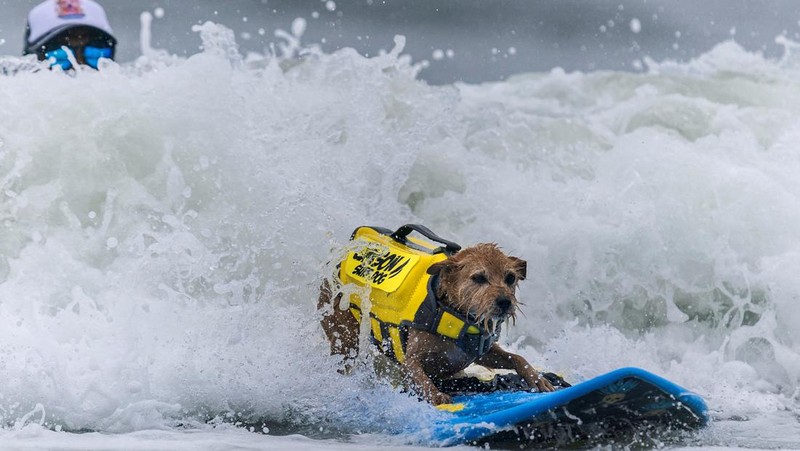Rosie competes at the World Dog Surfing Championships in Pacifica, California, U.S., August 6, 2022. REUTERS/Carlos Barria     TPX IMAGES OF THE DAY