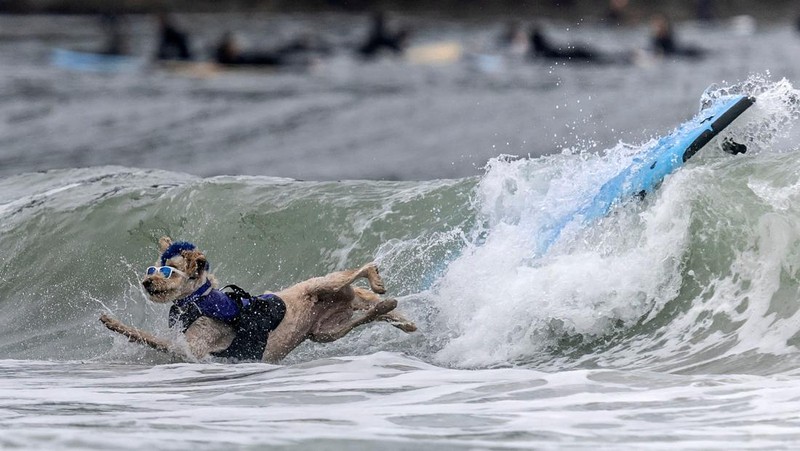 Rosie competes at the World Dog Surfing Championships in Pacifica, California, U.S., August 6, 2022. REUTERS/Carlos Barria     TPX IMAGES OF THE DAY