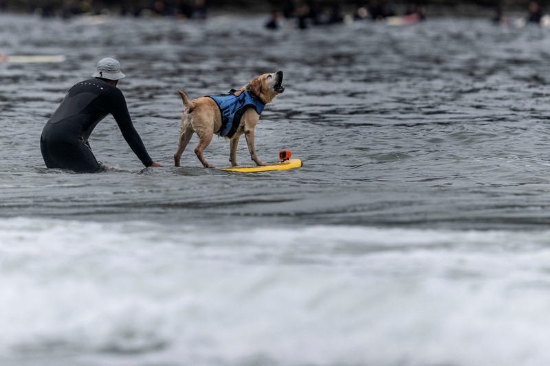 CALIFORNIA-SURFING/DOGS Rosie competes at the World Dog Surfing Championships in Pacifica, California, U.S., August 6, 2022. REUTERS/Carlos Barria TPX IMAGES OF THE DAY