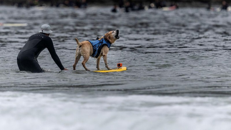 Rosie competes at the World Dog Surfing Championships in Pacifica, California, U.S., August 6, 2022. REUTERS/Carlos Barria     TPX IMAGES OF THE DAY